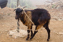 a goat all tangled up
